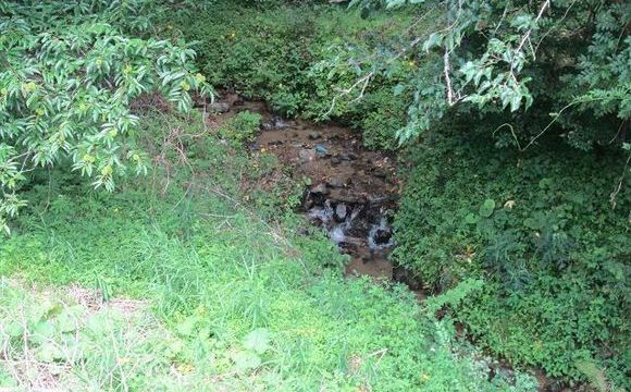 すぐ下の清流。栗の木があります