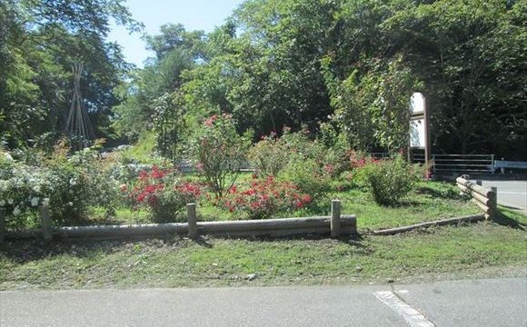 道路を挟んであるミニバラ園