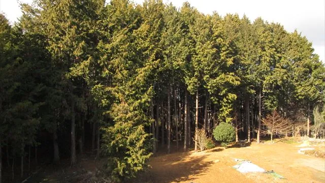 2階から見える景色(山林)