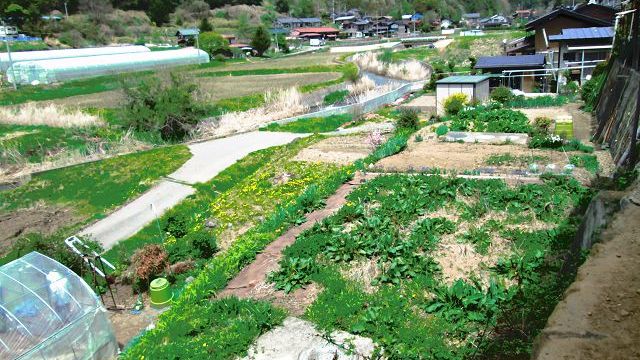 西側 地続きの畑(5月頃の様子)